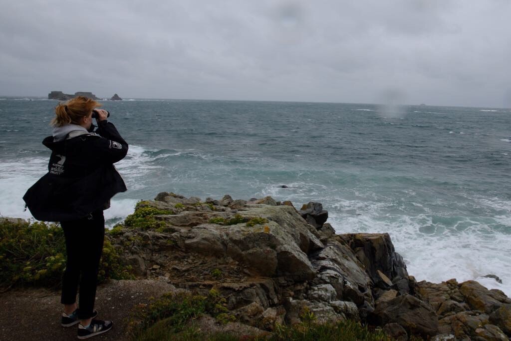 WildlifeTrusts's tweet photo. If you enjoyed listening to Claire @AlderneyWT on @BBCr4today find out more about Track a Gannet https://t.co/ZyfW7G9pAG https://t.co/SKNWHCZ6NS