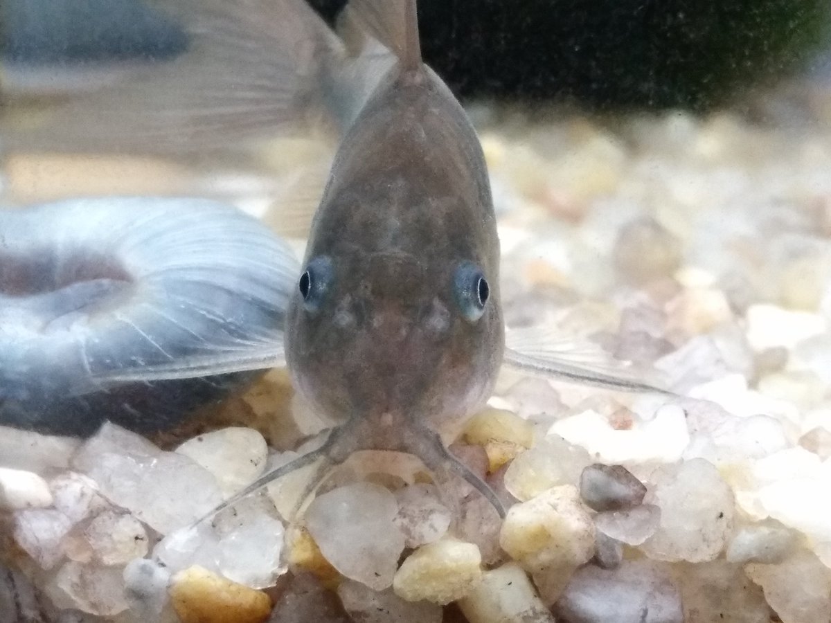 normwo's tweet photo. Corydora Aeneus. Holaa! https://t.co/2ONs6oICjY