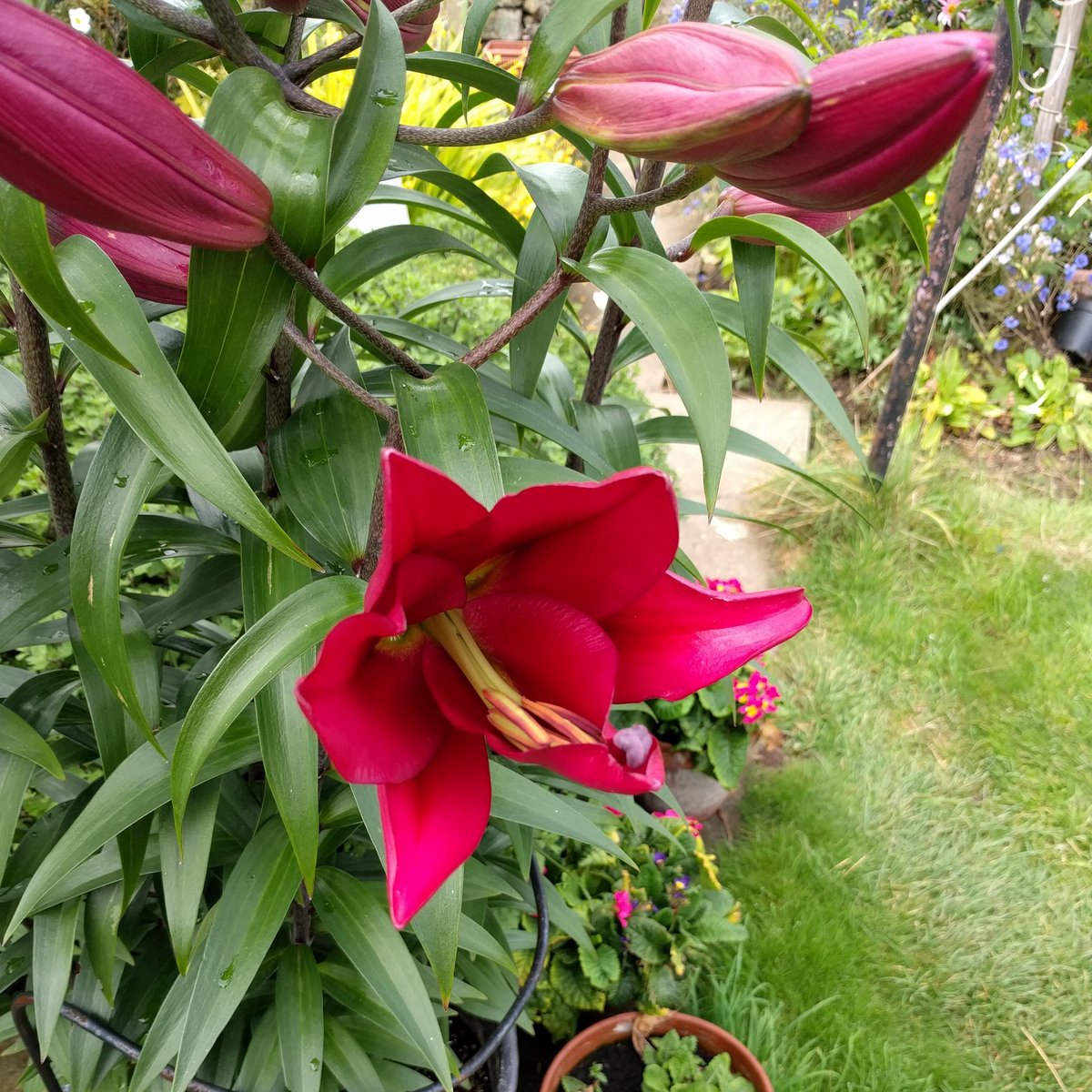 The first Nardo Oriental Trumpet has flowered! from <a href="/hydelilys/">The Hydes</a>