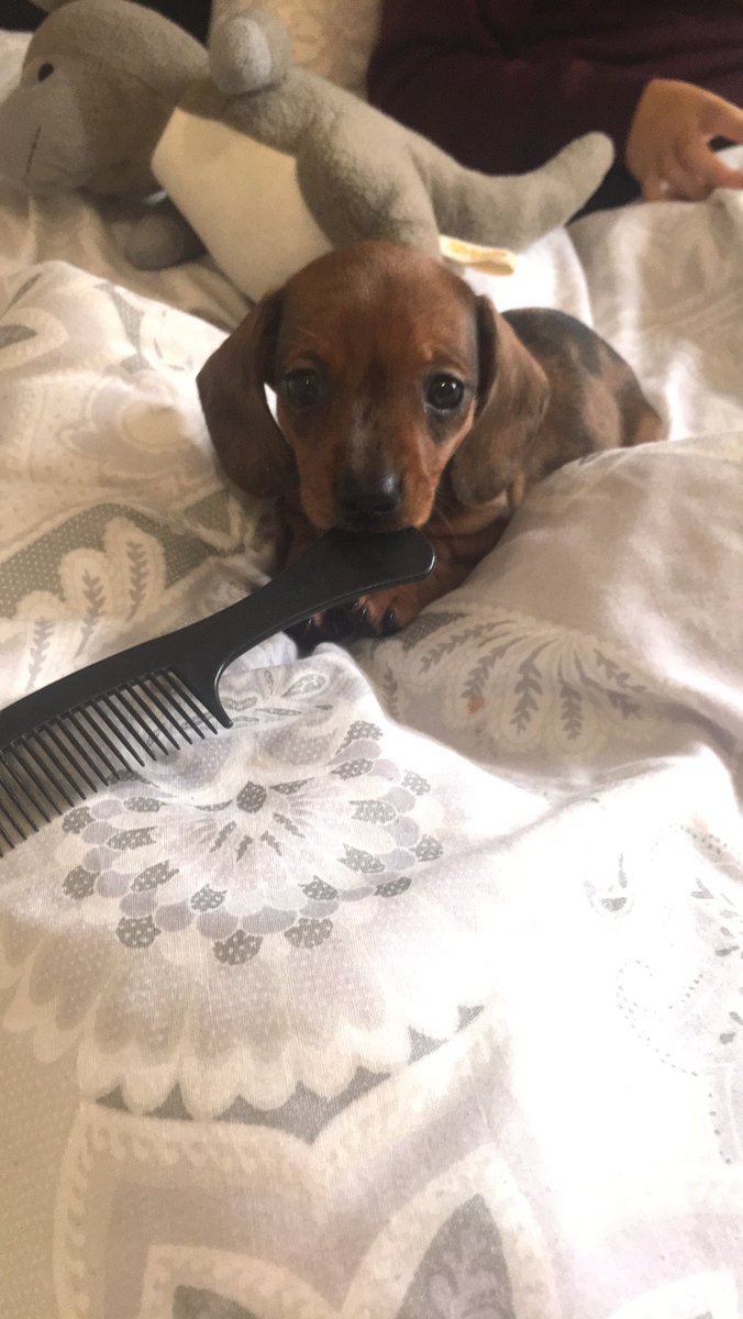 AshJMorg25's tweet photo. My baby girl 😍🐶 https://t.co/9RVeTHMX4h
