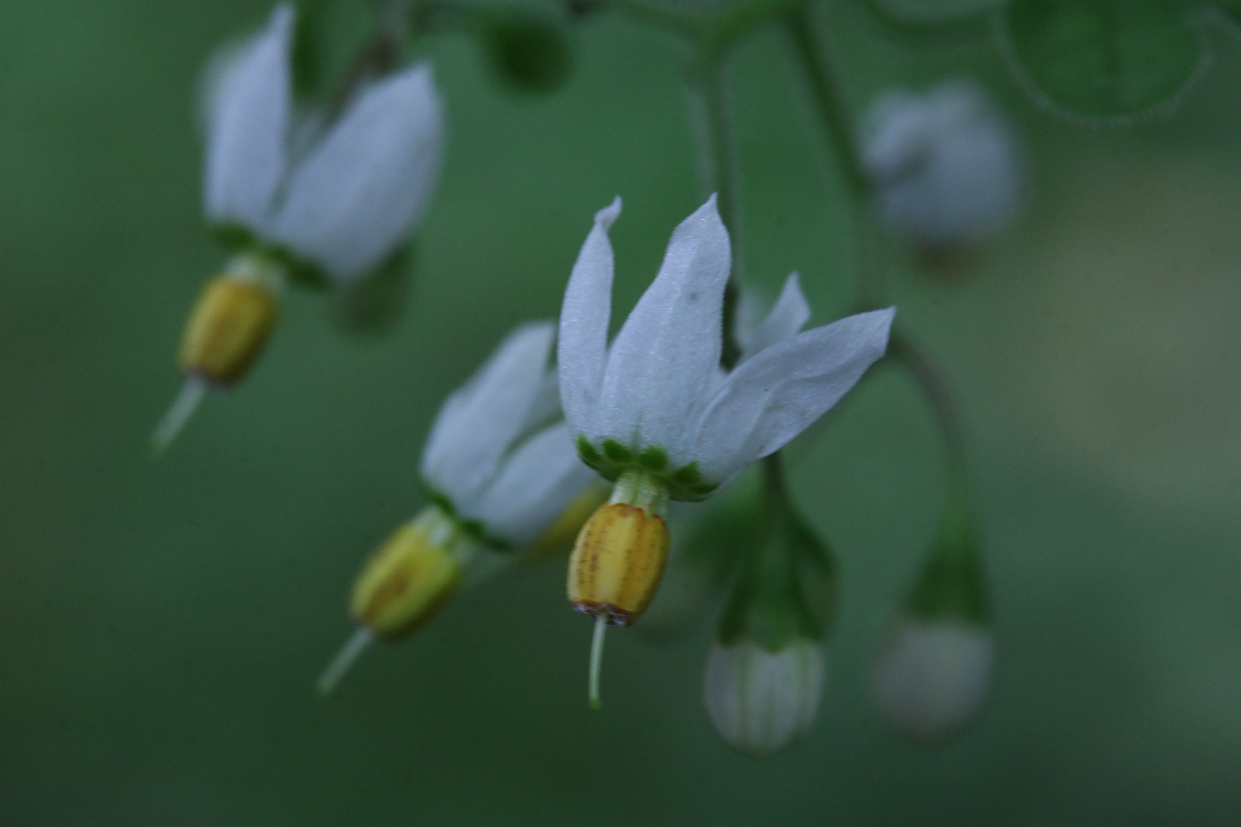 Yoko Ito ヒヨドリジョウゴ 庭に鵯上戸が咲いた つる性多年草 花もカワイイけど 赤い実も楽しみ 花 ヒヨドリジョウゴ 鵯上戸 T Co Vktb9ycneu Twitter