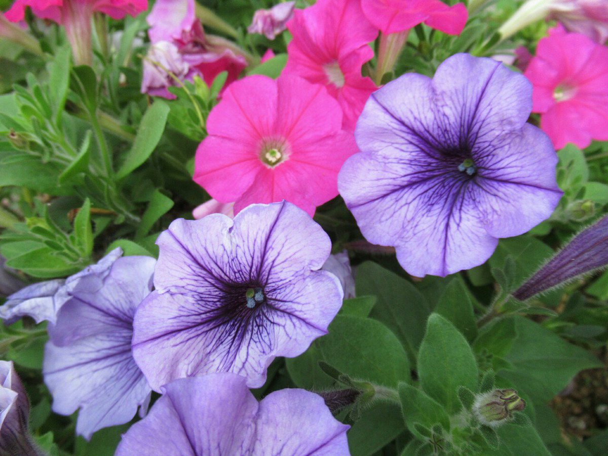 雑草図鑑 準備中 707 ペチュニア ナス科 南米原産 サフィニアという品種が登場してから人気が沸騰し すっかり大定番の花 になった 春から秋までカラフルな花をたくさん咲かせる 花 フラワー 夏の花