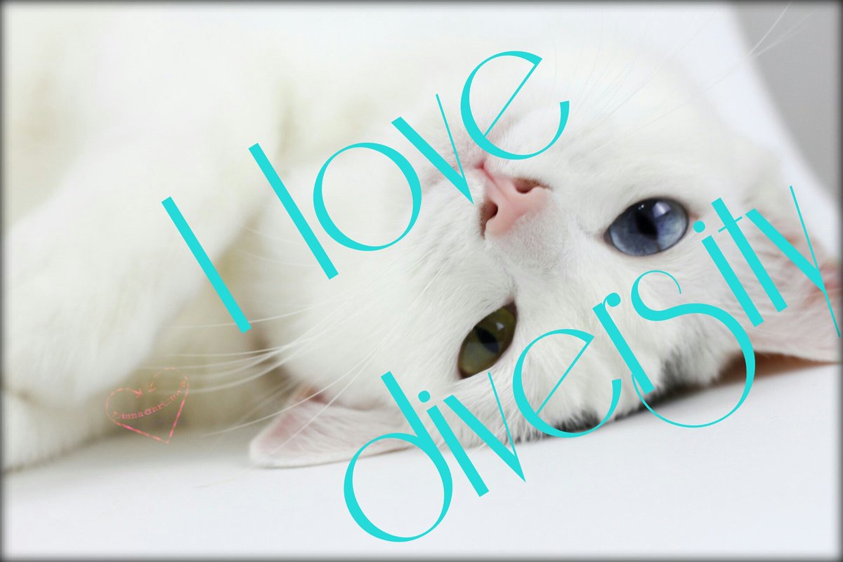 diane4charmer's tweet photo. I love diversity! Do you?
#kitty #cat #different #BeYou #kitten #green #blue #eyes #humour #quoteDi #white #positive #diversity #love https://t.co/R7qwvFz3pk