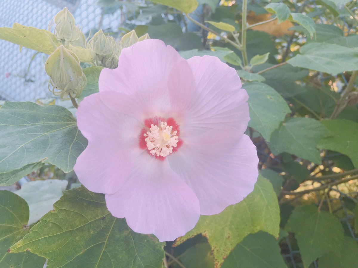 Ma12721M's tweet photo. 今朝見つけました https://t.co/0TRHQbiXN8