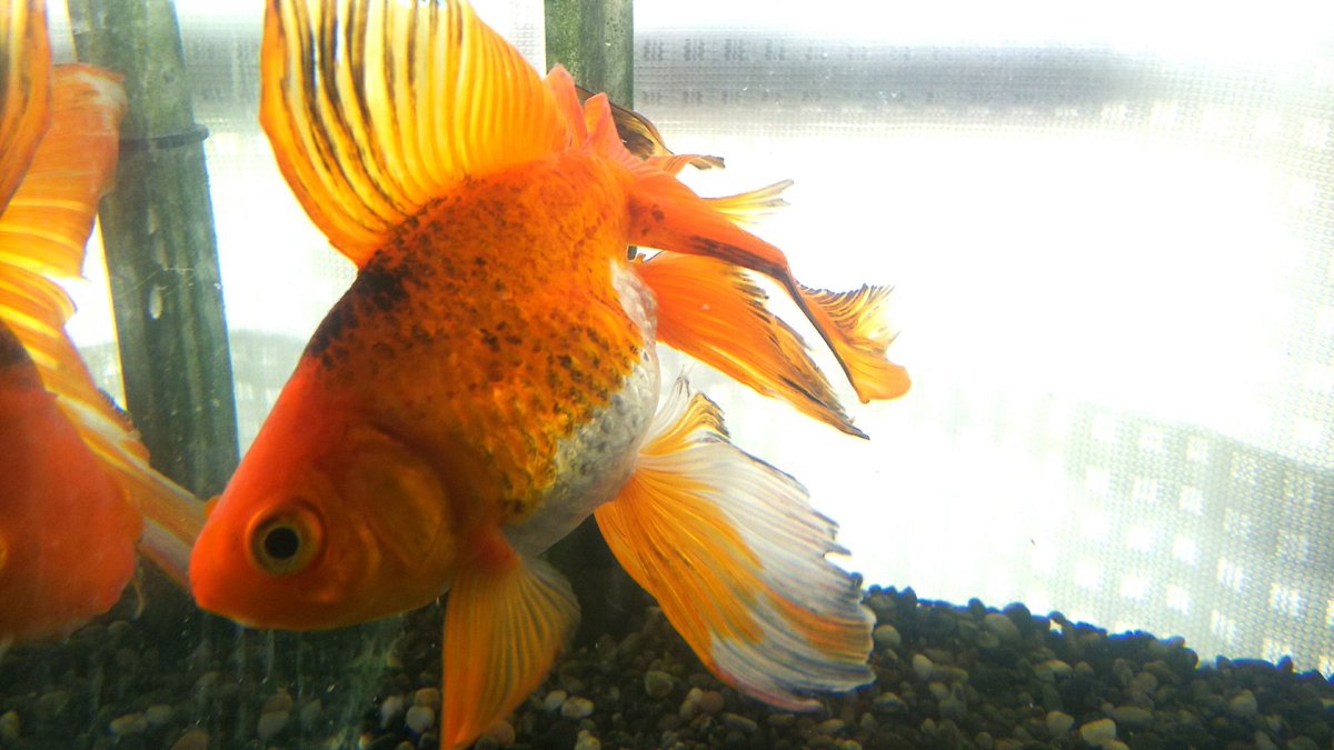 Uzivatel 裕美 Hiromi Na Twitteru かさぶた的なもので真っ黒になっていた金魚 あれから１ヶ月 だいぶ元に戻ってきました 早く治って欲しいなあ しかし 夜なので部屋の中が写り込んでしまった 水槽に額縁が