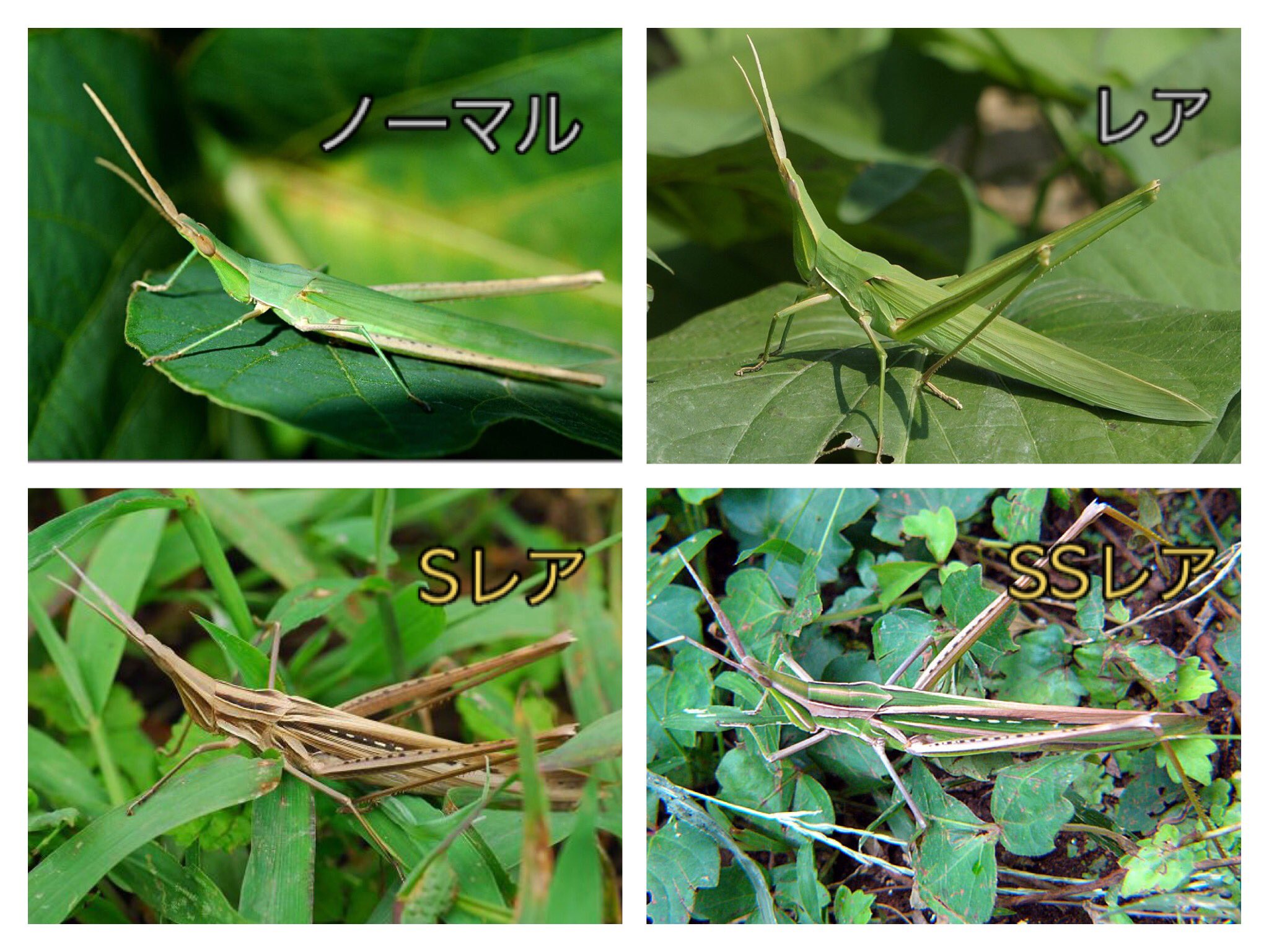 San 子供の頃 ショウリョウバッタをこんな感じでランク付けしてたのは俺だけじゃないはず 緑褐色の奴なかなか居なかったから見つけると嬉しかった T Co Mqixh3fwsb Twitter