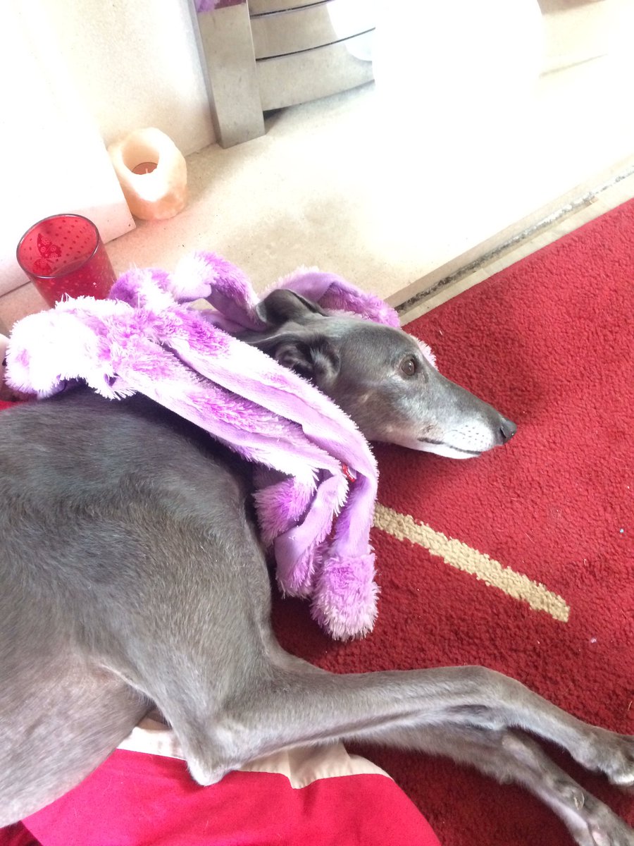 BrennTheDog's tweet photo. Ahhhh the octopus has got meeee 🐙 #DogsofTwitter https://t.co/ZwOCSsFD72
