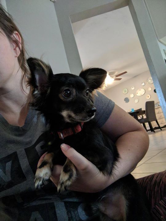 LostDogsArizona's tweet photo. FOUND DOG  09-06-2017! #Maricopa Co., #Mesa (Brown &amp; Stapley), AZ 85203. Male, Chihuahua Long Haired, Black / Tan … https://t.co/K9bi3UUyXQ https://t.co/7zO4CjNWGc