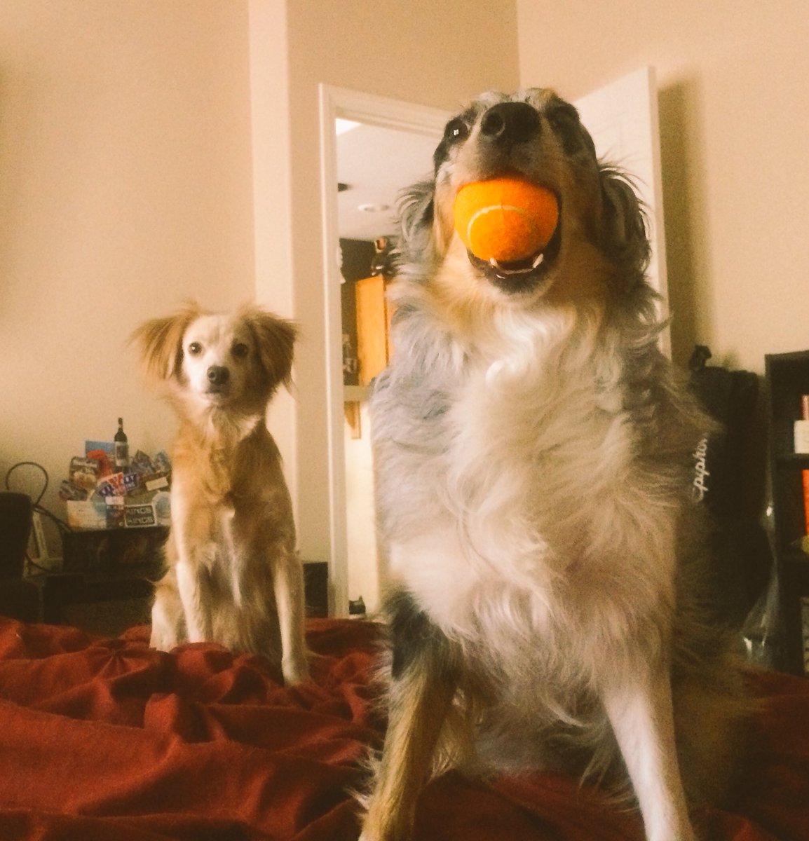 LunaAndTucker's tweet photo. PLAY WITH US HUMAN! #itstheweekend #dogsoftwitter https://t.co/KVNufAMidZ