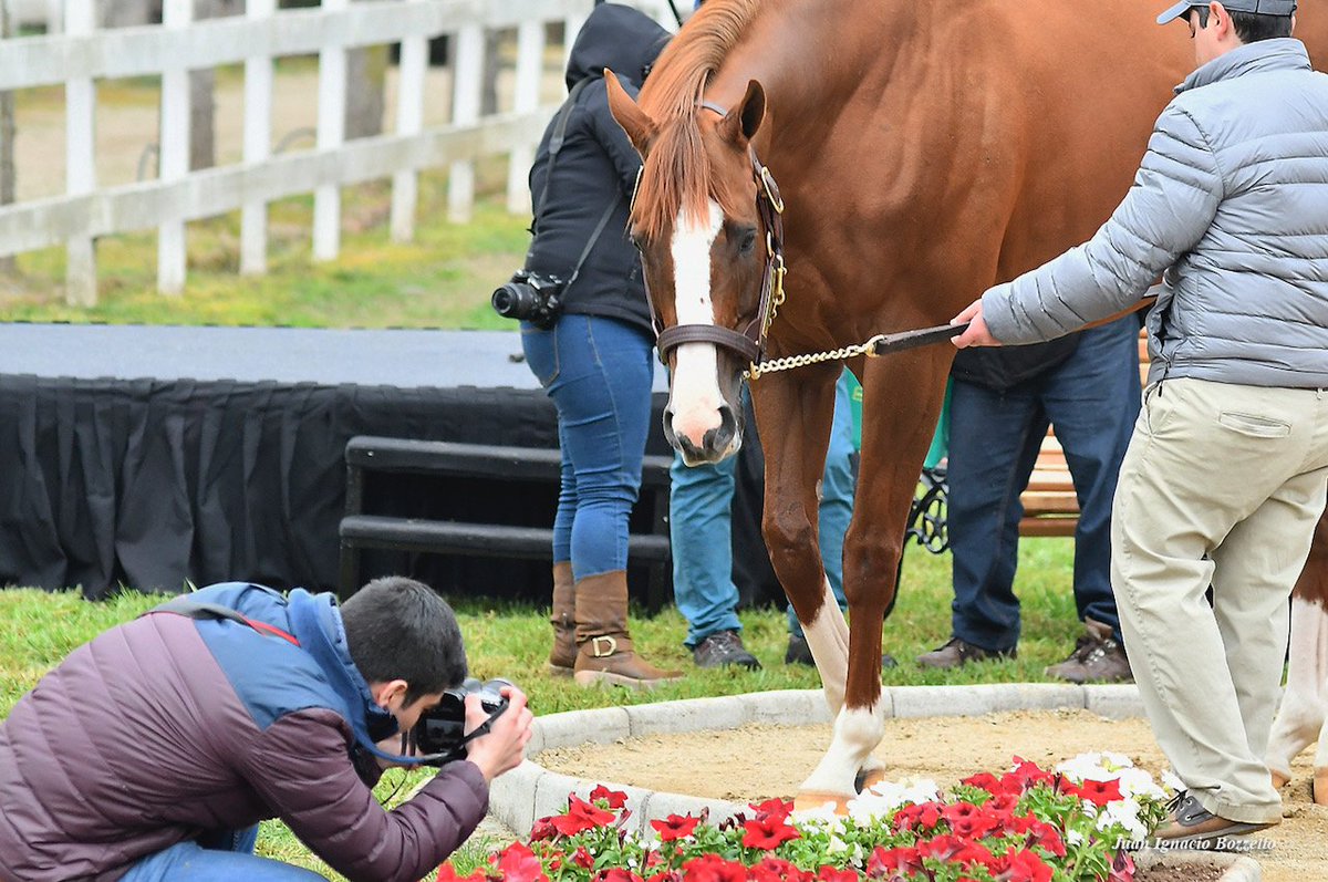 HarasSumaya's tweet photo. #CaliforniaChrome, el mejor amigo de los fotógrafos 📸❤️🐴

(Foto: Juan Ignacio Bozzello) https://t.co/nKtssQq8wn