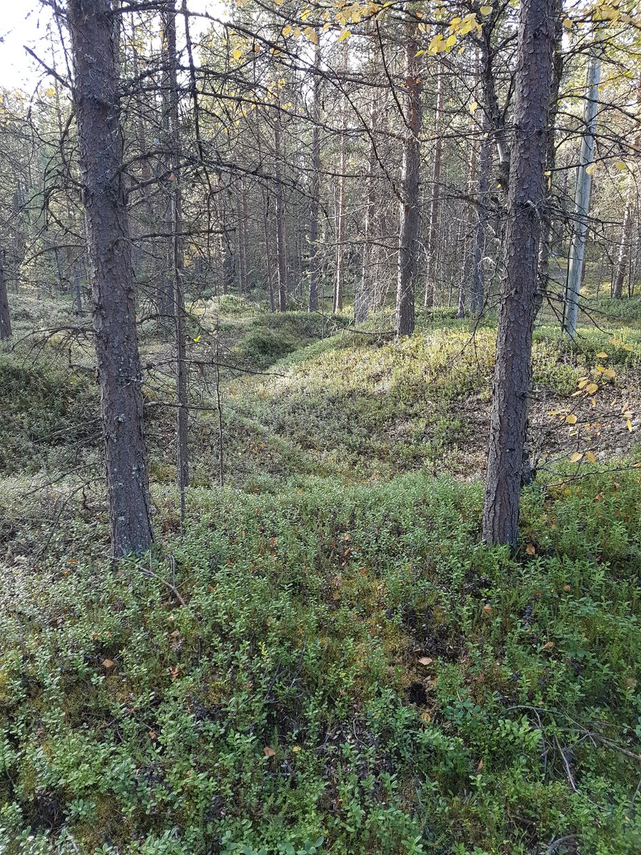 DrIainBanks's tweet photo. Can't escape Lapland's Dark Heritage! Air raid trench at @SiidaInari #inaridig @LoveArchaeology @ProfTonyPollard https://t.co/Ih3HOh4ilN
