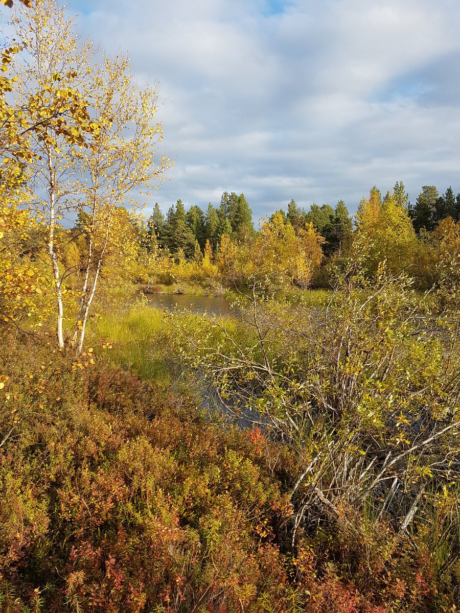 DrIainBanks's tweet photo. The beautiful colours of autumnal Lapland #inaridig @LoveArchaeology @UofGArchaeo https://t.co/18VVQ3nGxJ