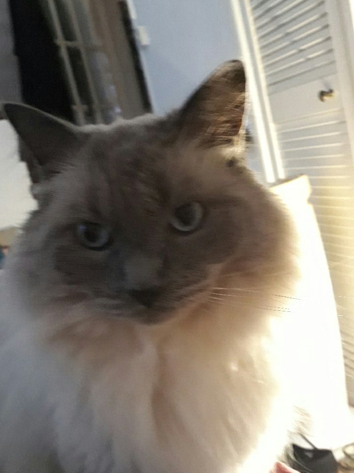 Pantalaimon18's tweet photo. Spent the week looking after my human @BeckyHilton18  #CatCarer #Epilepsy #CatsOfTwitter https://t.co/otKnlSA6Ew