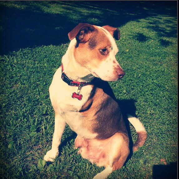 Travis_Meadows's tweet photo. Please share this and help me find my best friend in the whole wide world. #LostLarry

(Leiper's Fork - Sweeny Hollow/Bear Creek area) https://t.co/u7fKU8qRcx