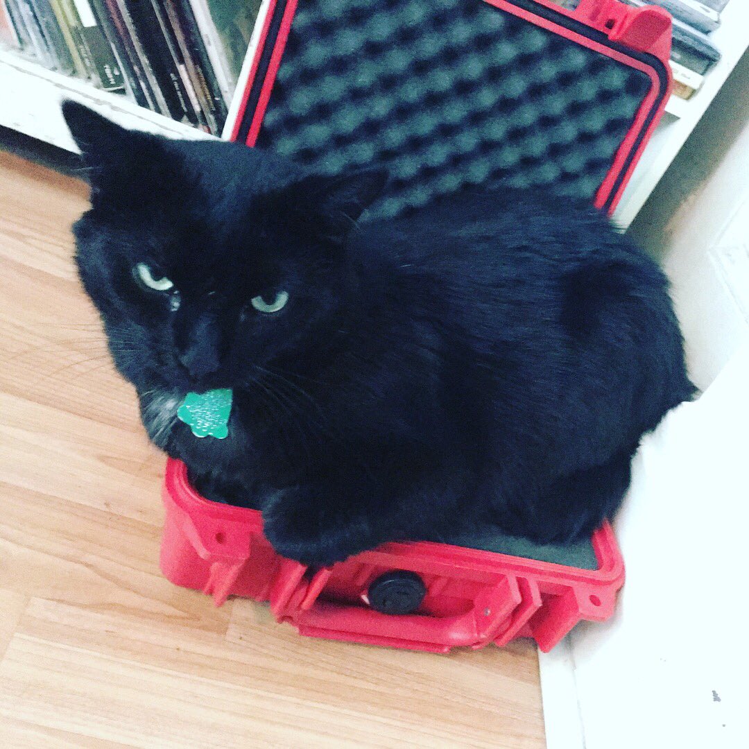 lifeinvacuum's tweet photo. Playing @koimusicfest this Friday! Let's hang ! #koifest #notthefish #cats https://t.co/tUX3H4tSeB
