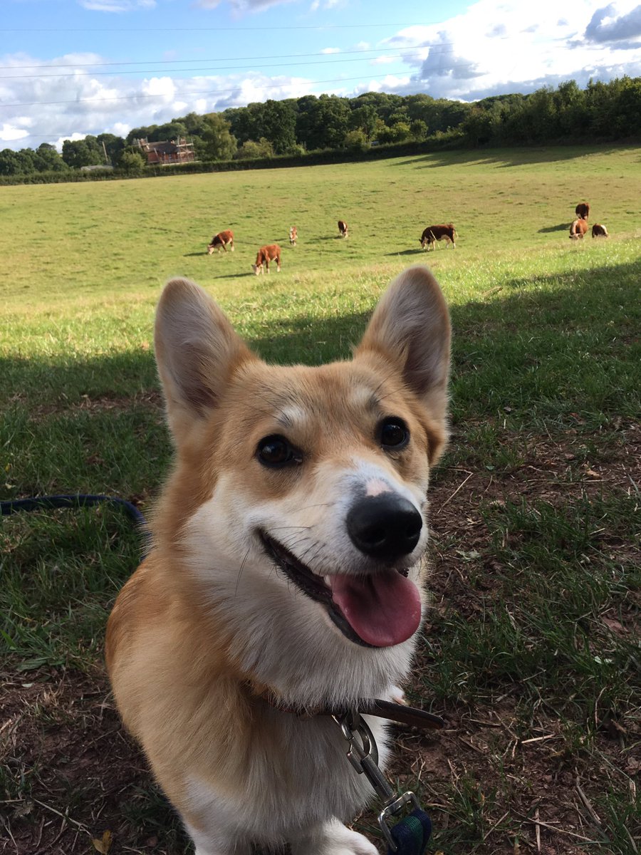 farmingthefield's tweet photo. One dog and her cattle #breedforthis #corgipower #herefordcattle #nativebreeds all round #FarmLife https://t.co/FyWYP5DuoP