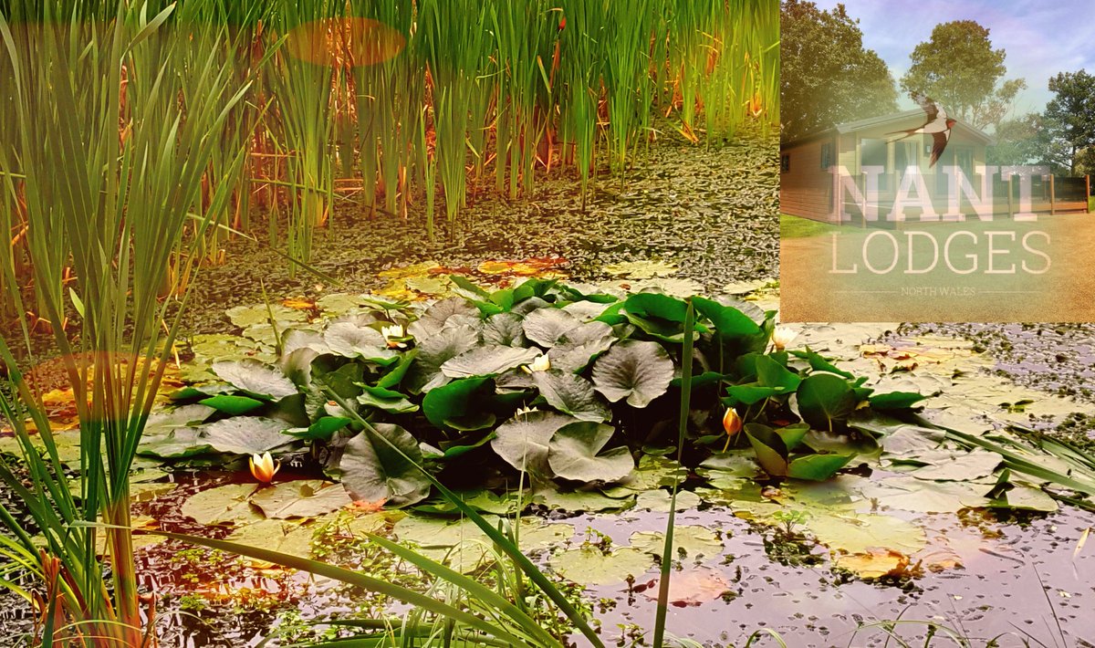 NantLodges's tweet photo. Nature in abundance #willerby  #luxurylodge #northwales @BellamyParks https://t.co/prCVpFdCMM