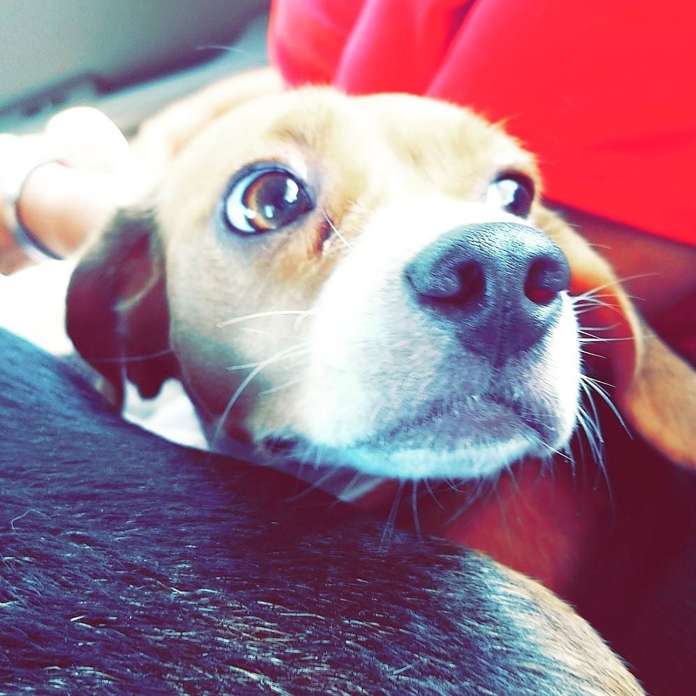 leia_beagle's tweet photo. Brooklyn is ready for our trip to Washington. #brooklyn #dogsofinstagram #begale #dogs https://t.co/iDtWvRSXxY https://t.co/OkVh65Drko