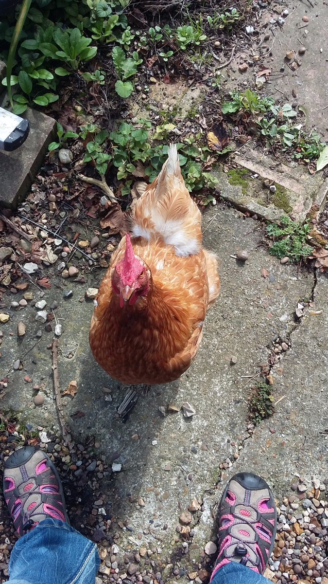 rulingtheroost1's tweet photo. Human, can I help please?! #SnapChook https://t.co/bTm8dt01NE