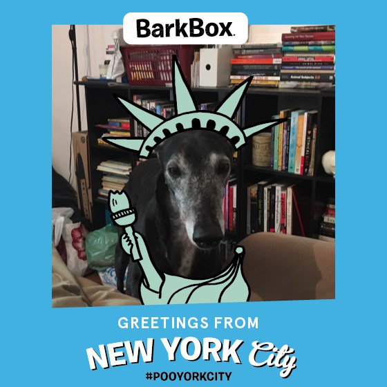 _saskeah's tweet image. Checkout my pup in this pawesome photo! #ChewYorkCity #dogsofwftda #BarkBoxDay