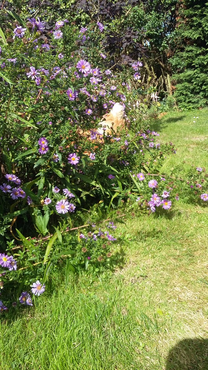 rulingtheroost1's tweet photo. Yes, I can see you, you happy hen! #SnapChook https://t.co/STGp4ZTXpv