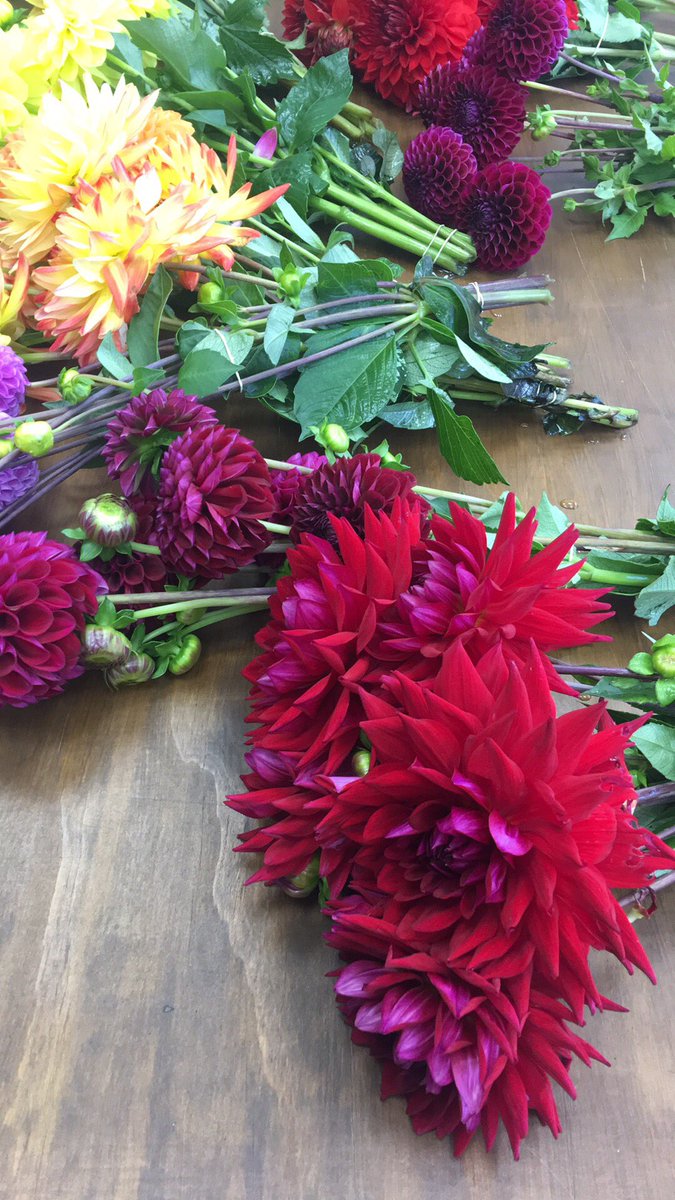 love_blooms's tweet photo. Love Blooms #Dover #Florist #Kent you can't beat a Dahlia ❤️ sold like hot cakes 😁👏🏻 https://t.co/Dqek04yRLg