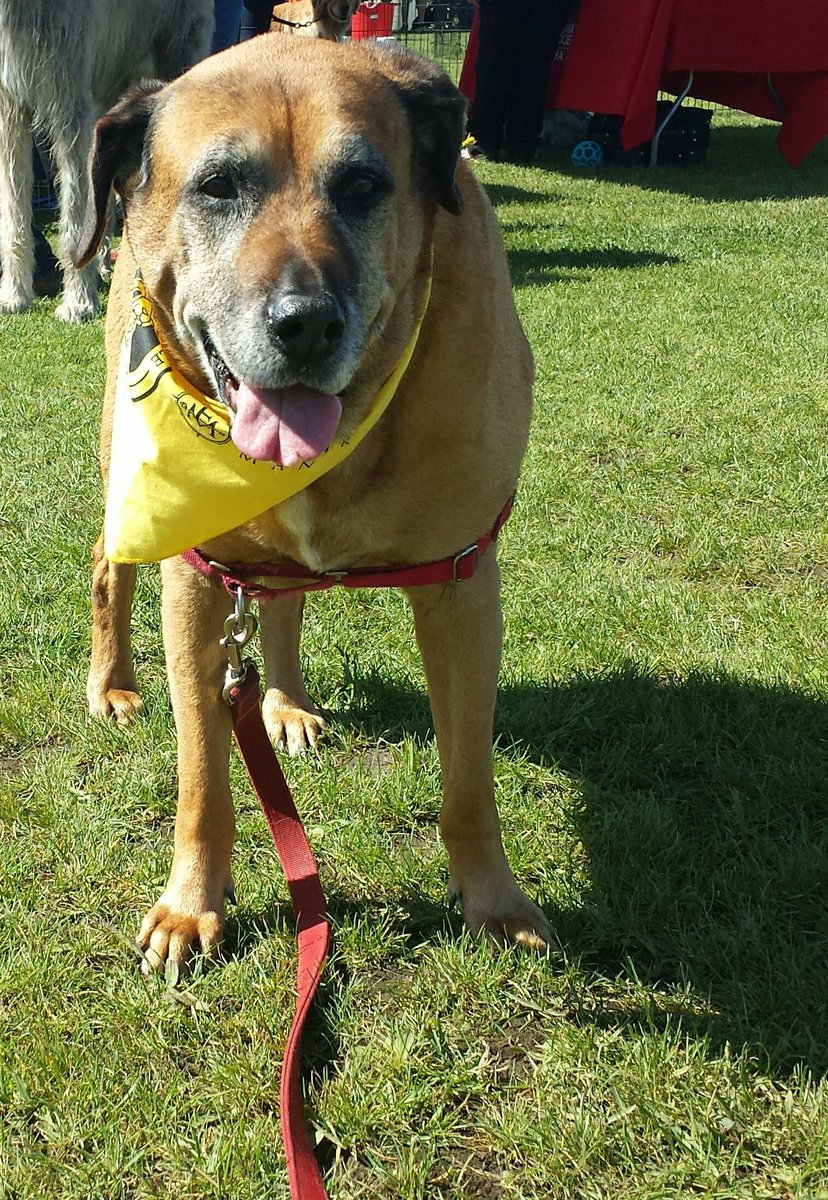 argen_can's tweet photo. Grizzly, a happy #WiggleWaggle walker at the @ottawahumane &amp; @EscapeManor walk&amp; run today https://t.co/lw4ukkRUPS