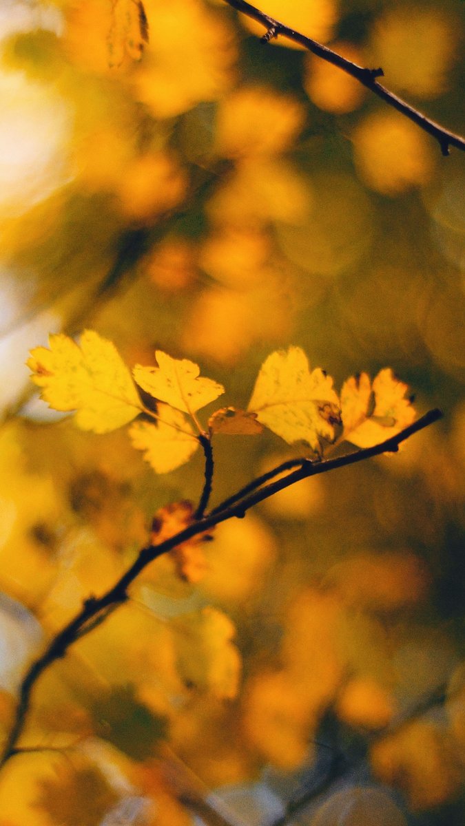 QHD_wallpapers's tweet photo. Image By Julie Laiymani
https://t.co/3SPwpN5uhb
#tree #leaves #yellow #autumn #beautiful #nature #QHDWallpapers #wallpapers #HDwallpapers https://t.co/XYOsVSa2NK