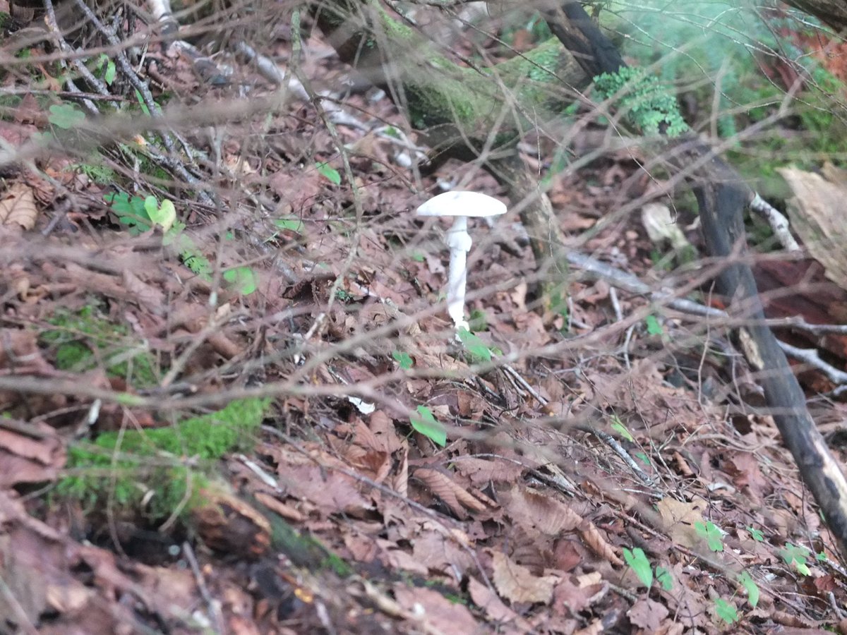 危険 白くて天使みたいなきのこ 殺しの天使 食べたらこうなる ただの毒きのこと思ったらあかん Togetter