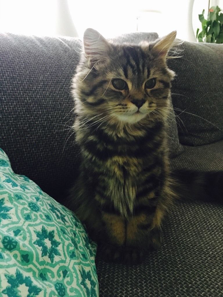 crookdyoungs's tweet photo. Hello little Baby 😻 #jascha #cat #boy #russe #sibire https://t.co/U3k5i7LN2V