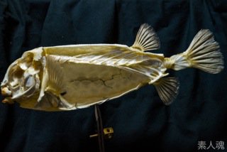 Maanyan ハコフグの骨格標本見たんだが なんぞ浮き袋っぽいものが中にあってだな ハコ状の骨格もハコフグは大変面白いんだが 中身残るの これ何 って疑問が この標本すごくないか