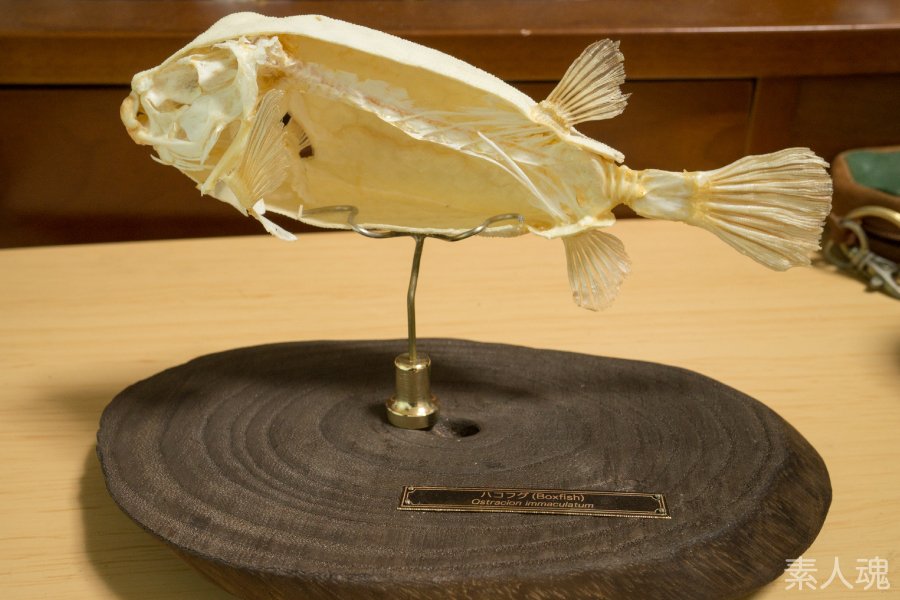 ハコフグ 半身骨格 ハコフグはなぜ四角い？骨が独特なのはなぜ？不思議な魚の秘密を