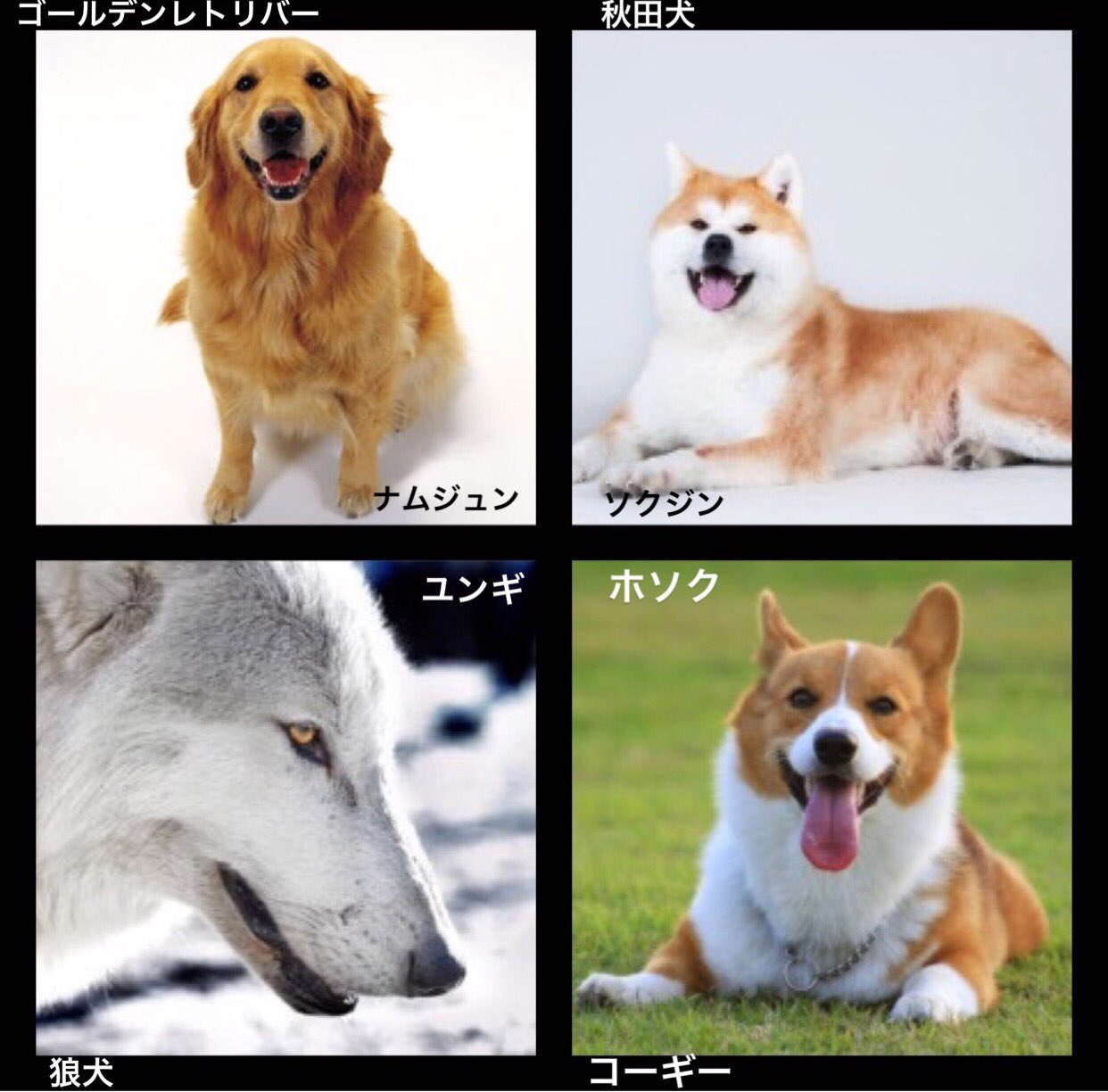 みるく バンタンが犬だったら 笑ってはいけないbts24時 防弾少年団 Btsで妄想 Bts ナムジュン ソクジン ユンギ ホソク ジミン テヒョン ジョングク
