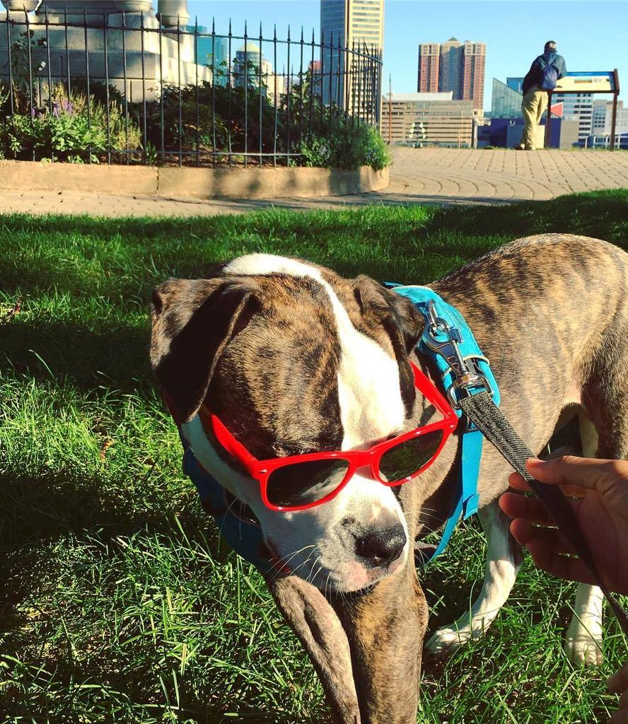 ActuallyJZ's tweet photo. Too cool for school. #TeenDog https://t.co/dHgT3ZE18L https://t.co/rsRFUXyj4W