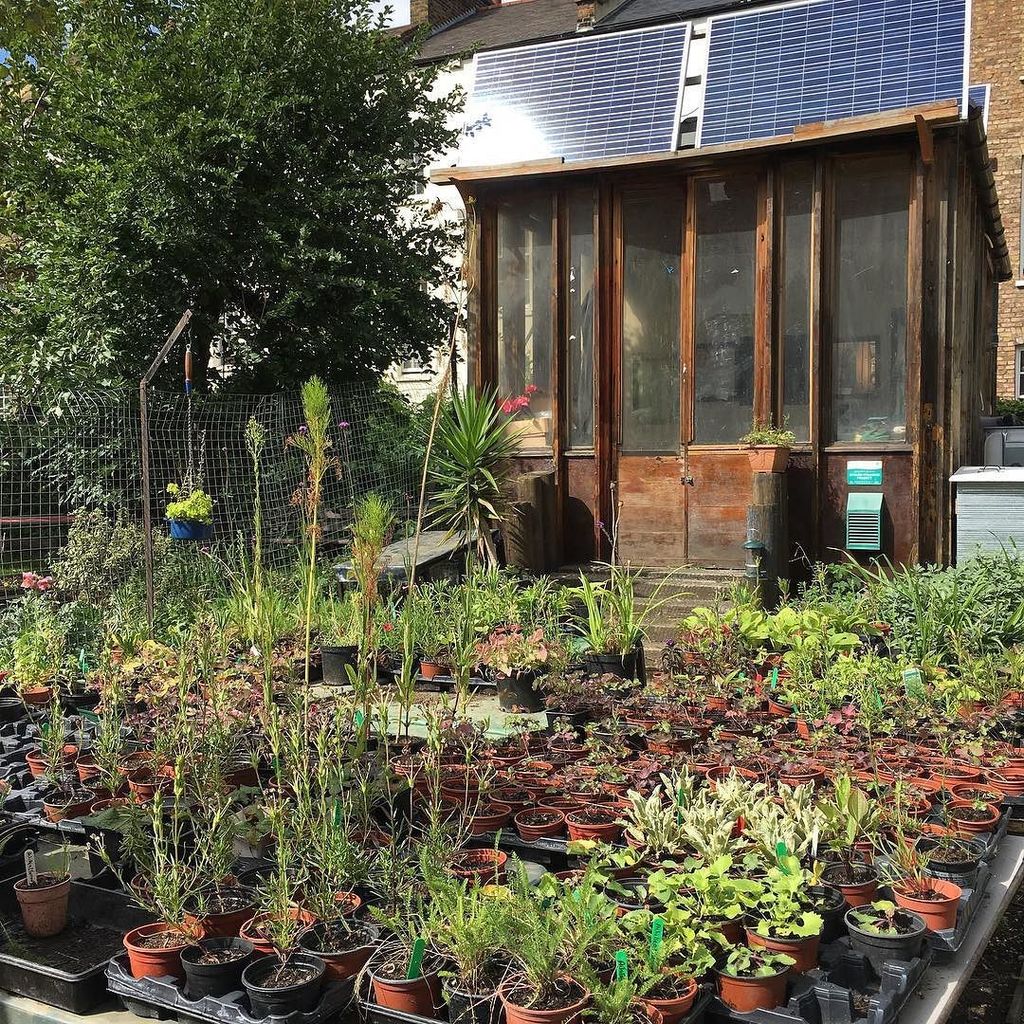 THAT_Muse_'s tweet photo. Wonderful #plants for sale in central #London at the #calthorpeproject on Gray's Inn Road. Live Music (& dancing, … https://t.co/Q1nDuiDCDO https://t.co/4UkCeFOLqJ