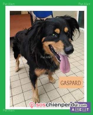 Soschienperdu's tweet photo. Chien de race Chien croisé perdu à Flers-en-Escrebieux | Dpt. 59 https://t.co/ye9AQm6fxq https://t.co/q9HBh4Whz1
