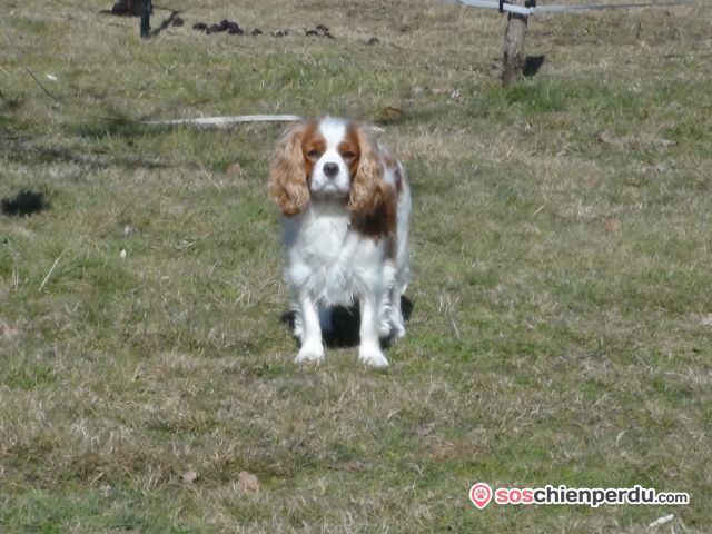 Soschienperdu's tweet photo. Chien de race Cavalier King Charles Spaniel perdu à Cavignac | Dpt. 33 https://t.co/8KU9418Zl0 https://t.co/Xk7I7HGppn