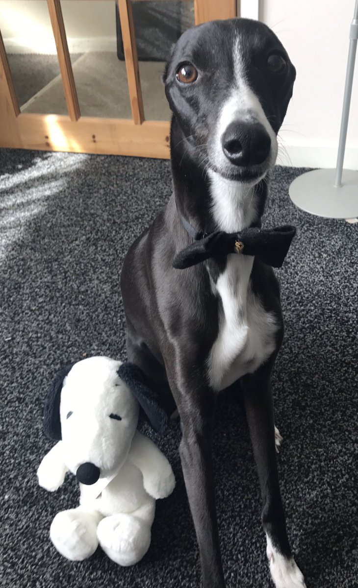 snoopy_whippet's tweet image. All ready for the weekend 😊 hope u all have a good one 🐕
