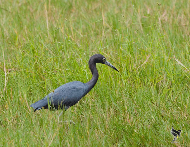 Little Blue Heron #AmericanBirdingExpo #BirdwatchingTourGuatemala #NatureTours #GuatemalaBirds #Tours birdwatchingguatemala.com @BirdingExpo