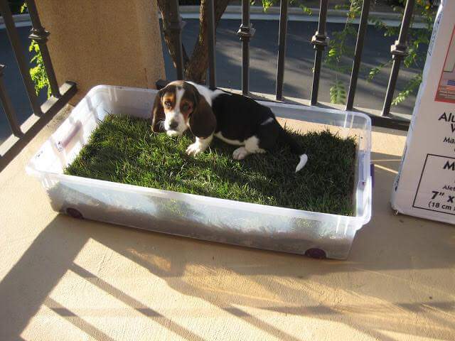 MarnieLevy's tweet image. PET OWNERS: Put a piece of sod in a baby pool or plastic bin. Keep in garage for ur dogs to go to the bathroom, since they can't go outside.
