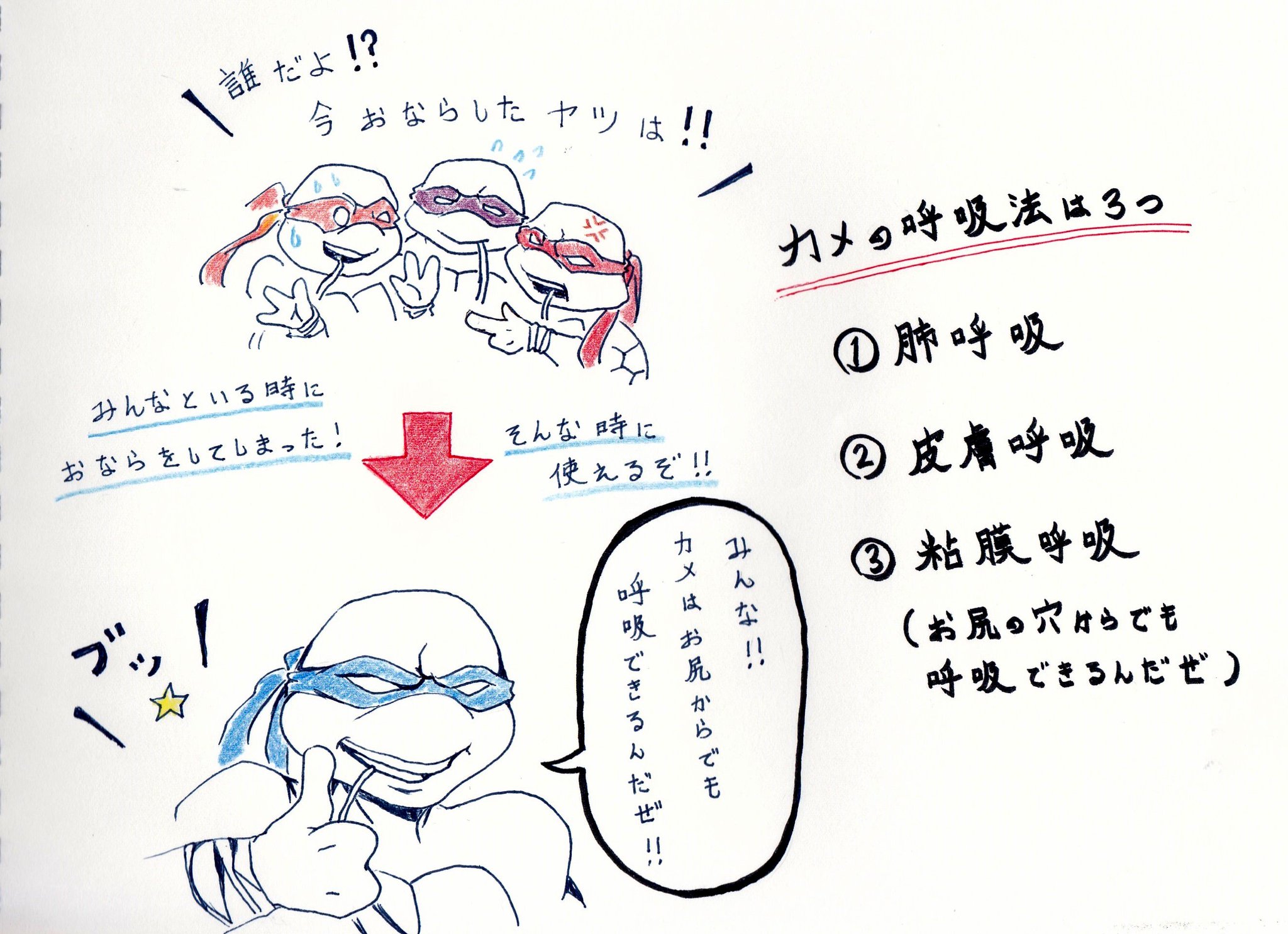 輝光ひばいぬ いや ちょっとねカメの生態について調べてたからね ちょっとカメトリビアを 水の中でも冬眠できるカメは呼吸法だってすごいんだぜ