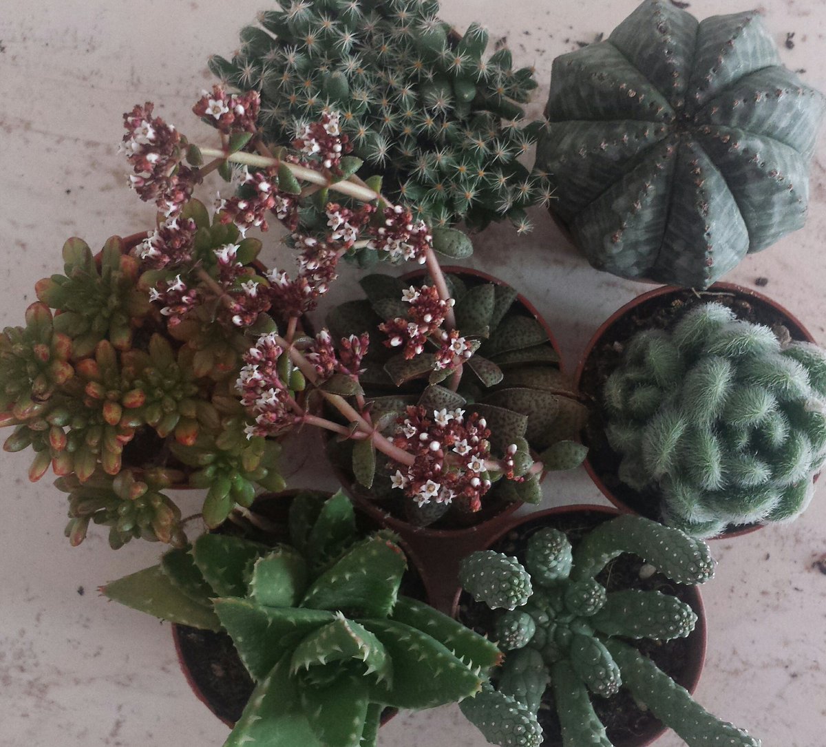 sonlaelena's tweet photo. Ehm... 🌵 #ModenaInFiore https://t.co/QSxfPxpE5J