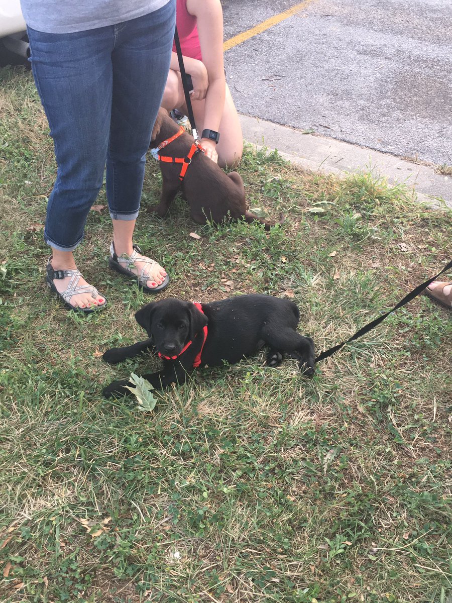 Lincoln_Police's tweet photo. Ready to start soon! LFR & LPD @B1073LNK are here! And they're puppies. #LNK #LNK911 #LNKPride #CatchACop https://t.co/AMY3pjNC3L