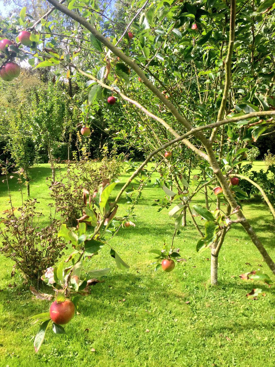 Macreddin's tweet photo. Our orchard producing #apples #redcurrants #gooseberries #blackberries #pears #cherries all for #ZER0KM #OneDinner #OneNight 05/10/17 https://t.co/CBoYGrXvZ7