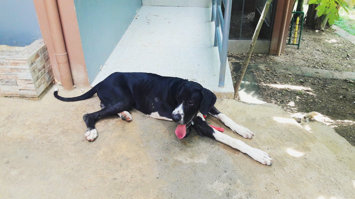 MaiaDu_'s tweet photo. You had me at woof, buddy. Heartbroken that I have to leave you for school 😢😣😭💔 #10mos https://t.co/YQqMbPg515
