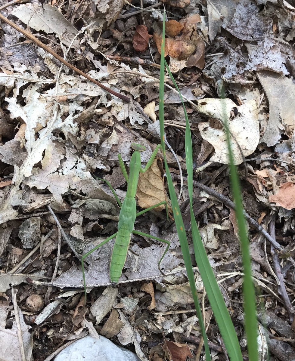 PDsurfski's tweet photo. My forest friend! Loving country livin'!! https://t.co/I4wk6gNUAI