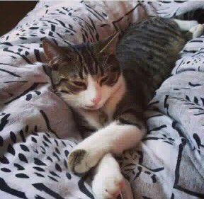 SolihullUpdates's tweet photo. MISSING: Have you seen Elvis? 3-year-old male. Lost Tuesday (05/09) Sandbarn Close in Monkspath B90. Microchipped - no collar. Please RT. https://t.co/at8kTZWfSU