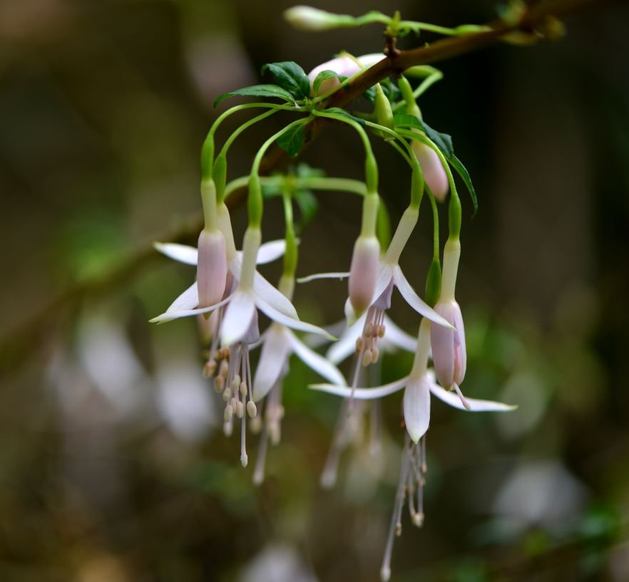 bordehillgarden's tweet photo. Don't you love these delicate #fuchsia flowers? There're many colours and varieties in flower now #SeptemberColour Free for #RHS members https://t.co/SCrlo99cRx
