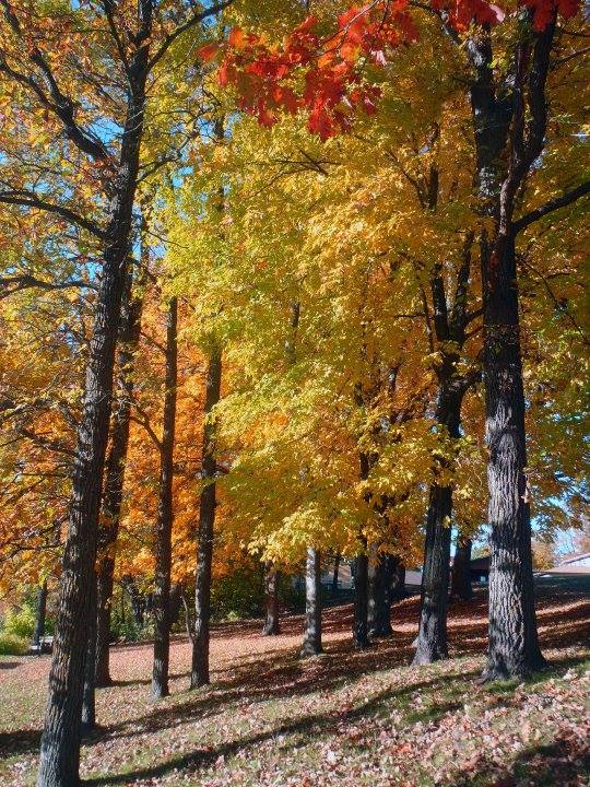 McQuoidsInn's tweet photo. Fall color is slowly starting around the lake. Have you made plans for autumn getaway? Give us a call to book your stay today! 320-676-3535 https://t.co/LQmtJdCZxG