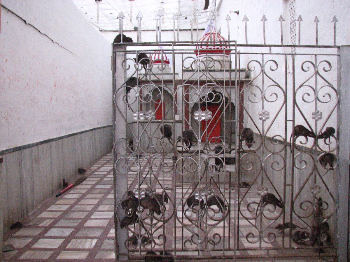 quartermiler's tweet photo. Rats! <> The Karni Mata Temple in Deshnok presents an incredible sight. Rats everywhere! They bring luck, especially white ones.
#emqm https://t.co/F7r3AVuvCz